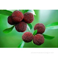 Bayberry Bark Extract, Myricetin 80% ,90%,98%